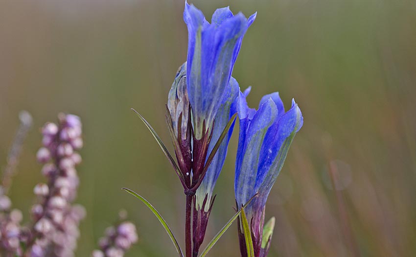 Klockgentiana-Mettjärn